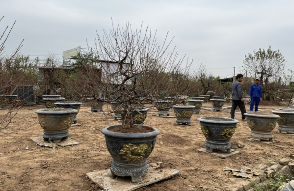 Dưới gốc đào Nhật Tân, mùa Tết được ươm từ những "canh bạc" thầm lặng