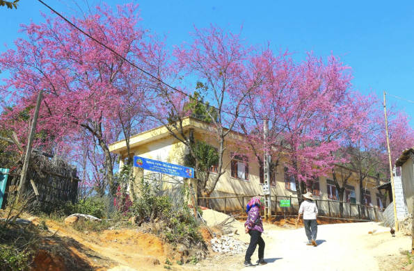 Bản Phà Nọi vào xuân dưới tán hoa anh đào