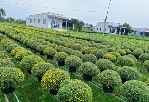 Thị trường hoa tết 2026: Nguồn cung biến động mạnh, nhà vườn thấp thỏm "chia trứng nhiều giỏ"