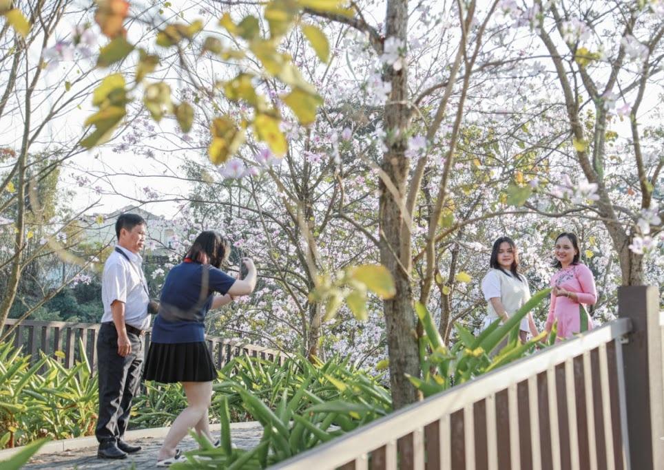 Lễ hội Hoa Ban Điện Biên 2026: Hành trình khám phá mùa hoa trắng Tây Bắc