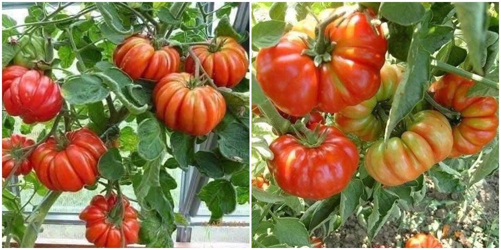 Cà chua múi Sơn La, đặc sản xấu lạ được người thành phố săn mua