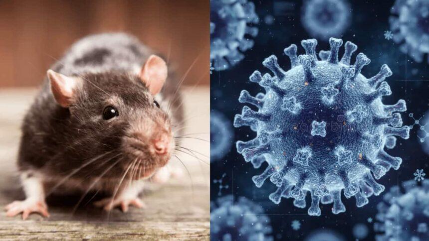 Bộ Y tế khẳng định đủ năng lực xét nghiệm virus Hanta trước diễn biến dịch phức tạp