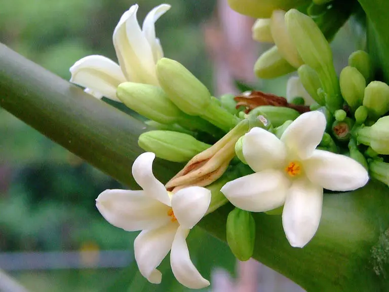 Hoa đu đủ đực: Từ nguyên liệu lạ đến dược liệu quý Hoa đu đủ đực: Từ nguyên liệu lạ đến dược liệu quý
