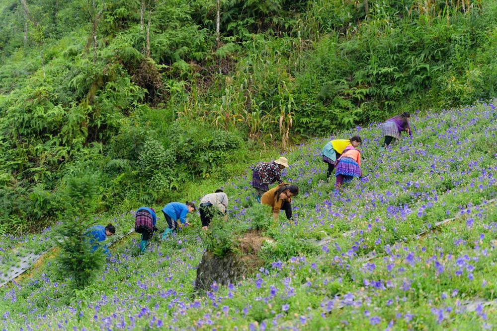 Phát triển dược liệu Việt Nam: Xây dựng chuỗi giá trị xanh và định vị thương hiệu quốc tế