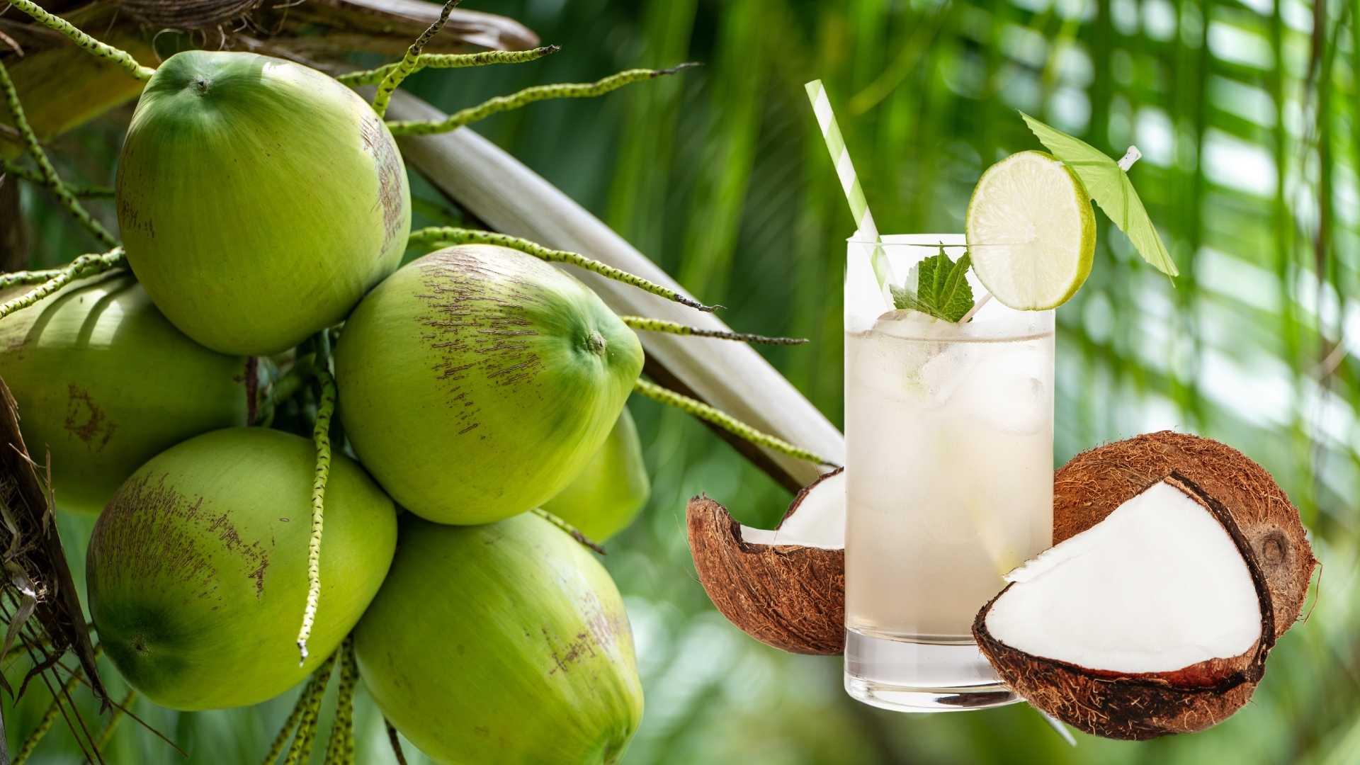 Nắng nóng kỷ lục, lạm dụng nước dừa thay nước lọc có thực sự tốt?
