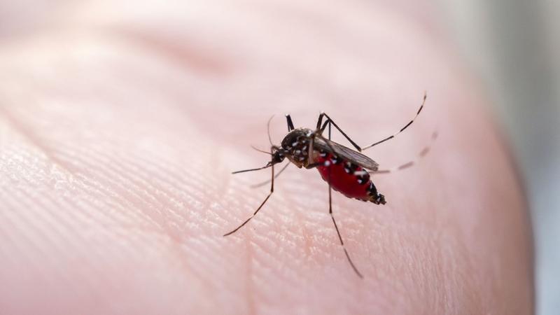 Sốt xuất huyết Dengue năm 2026: Phá vỡ quy luật, bùng phát khó lường và giải pháp ứng phó