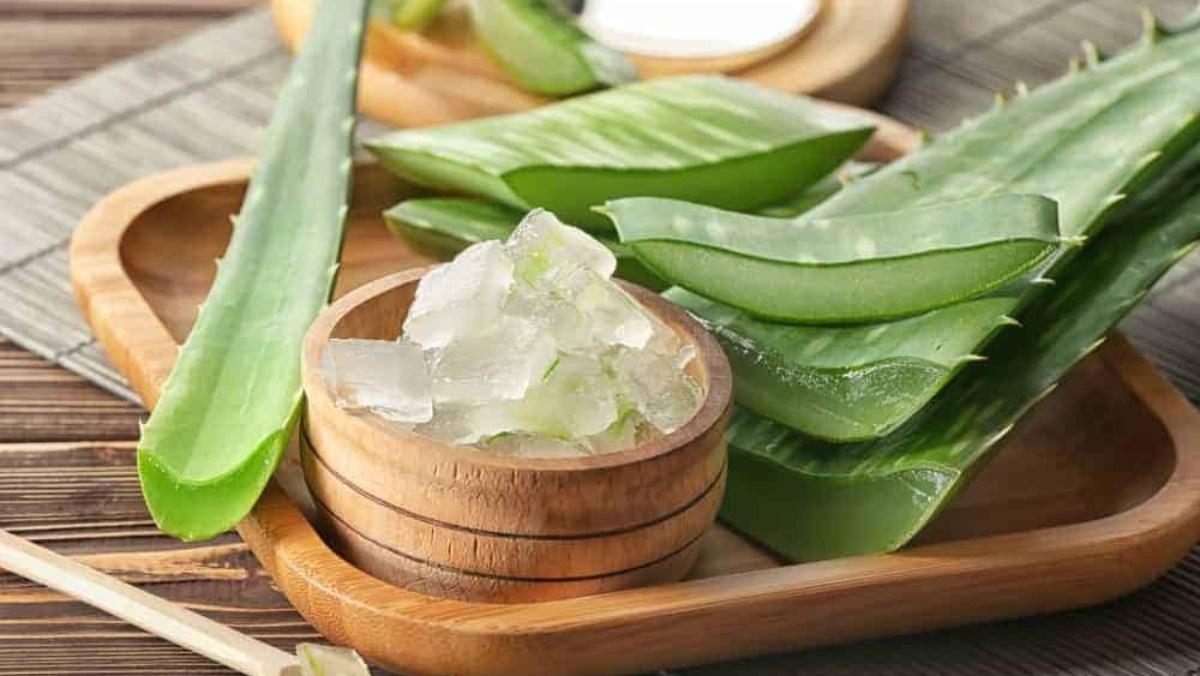 Sự thật về công dụng "thải độc ruột" của nha đam dưới góc nhìn chuyên gia Sự thật về công dụng "thải độc ruột" của nha đam dưới góc nhìn chuyên gia