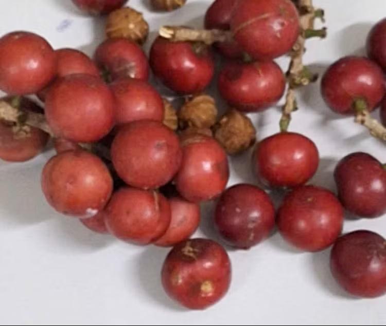 Bộ Y tế yêu cầu khẩn trương điều tra vụ hơn 200 học sinh ngộ độc do ăn quả rừng Bộ Y tế yêu cầu khẩn trương điều tra vụ hơn 200 học sinh ngộ độc do ăn quả rừng