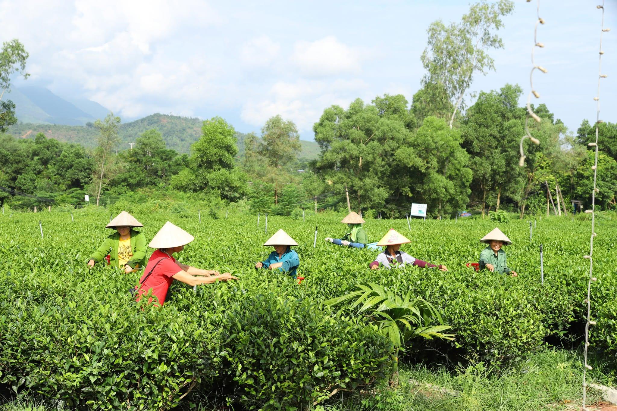 Du lịch trải nghiệm nâng giá trị vùng nông nghiệp xanh Du lịch trải nghiệm nâng giá trị vùng nông nghiệp xanh