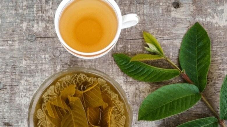 Bất ngờ loại cây 'từ gốc đến ngọn' đều hái ra tiền: Lá làm thuốc, quả cực ngon, lên chậu thành siêu phẩm bonsai được nhiều đại gia săn đón