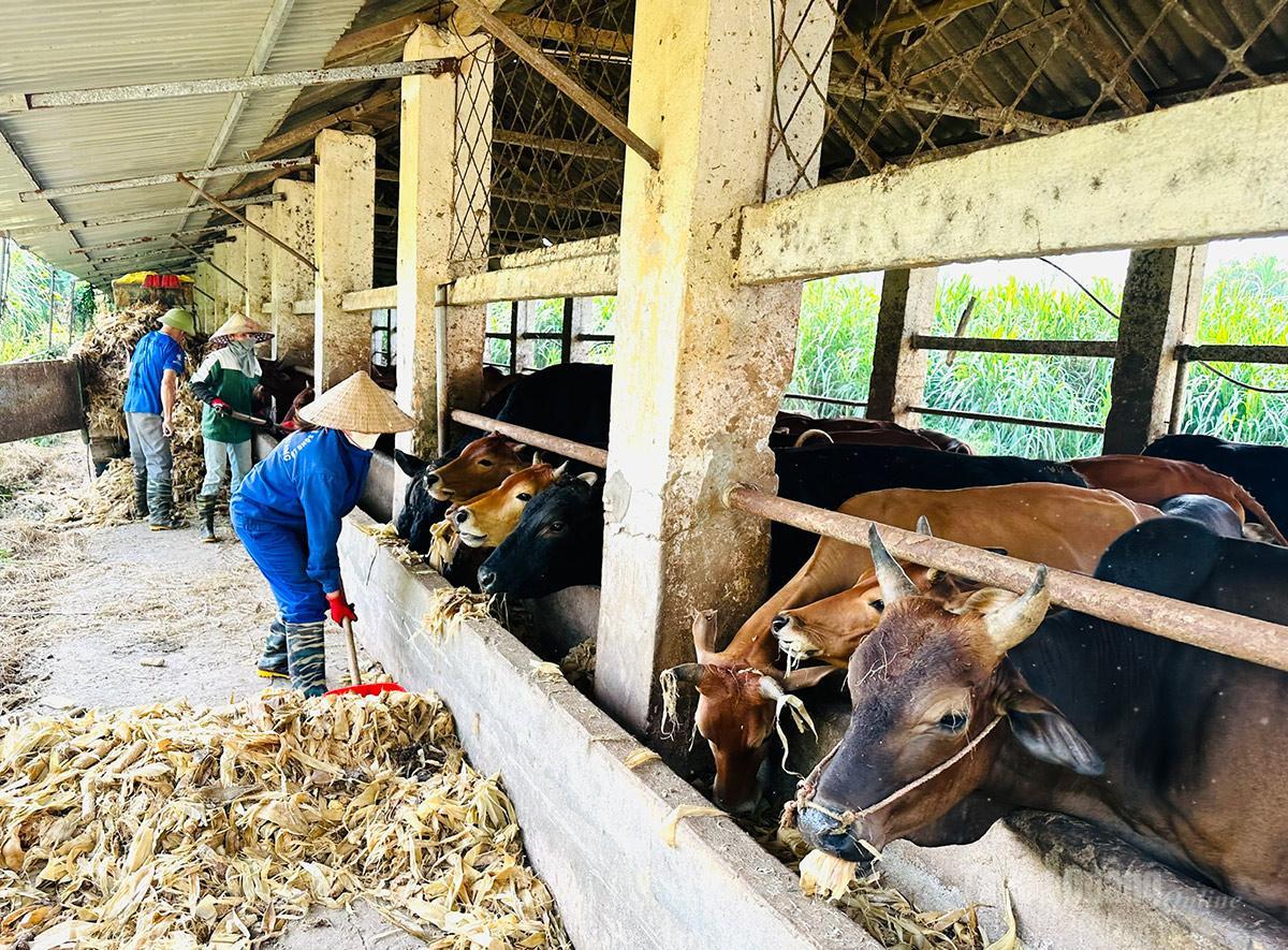 Khát vọng xây dựng thương hiệu bò H'Mông vươn xa từ miền đá cao