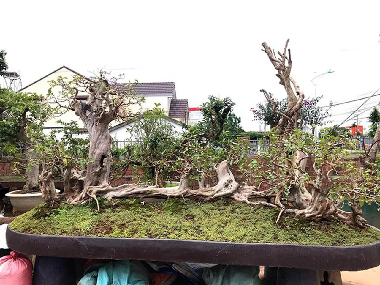thuong-vu-sang-tay-bonsai-oi-dang-ky-quai-doc-nhat-vo-nhi-khien-dai-gia-me-man-1-1607651967801_1791429456.webp