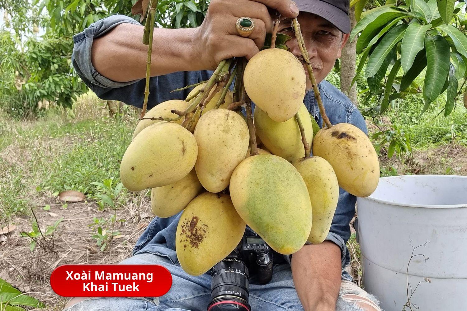 Không phải sầu riêng, đây mới là loại trái cây đang khiến nông dân Thái Lan đứng ngồi không yên trước nguy cơ thối rễ hàng loạt