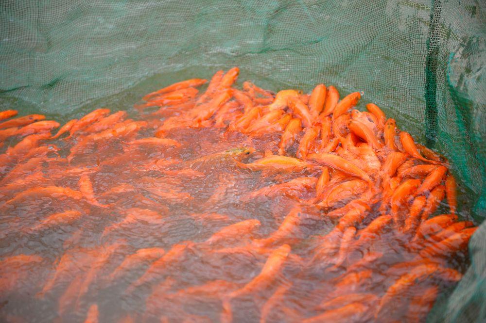 Vựa cá chép đỏ Tân Cổ bội thu dịp Tết ông Công, ông Táo