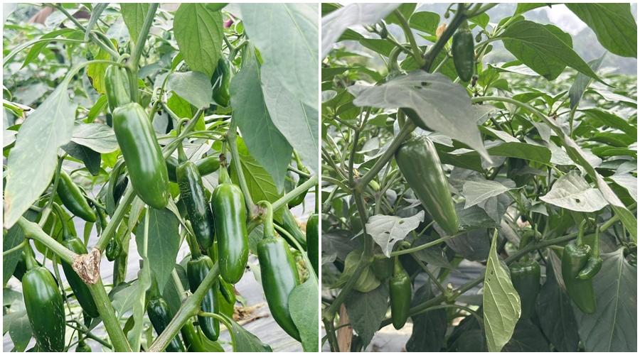 Ớt J xanh xuất khẩu giúp nông dân tăng thu nhập bền vững, ổn định Ớt J xanh xuất khẩu giúp nông dân tăng thu nhập bền vững, ổn định