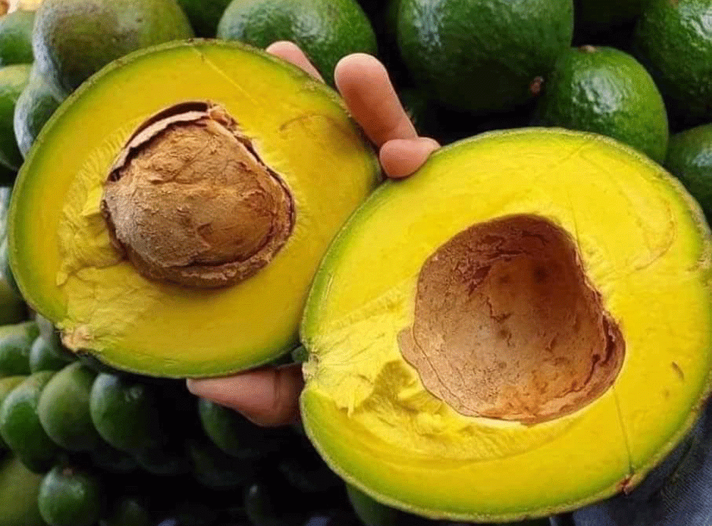 Loại quả giàu dinh dưỡng được Mỹ đánh giá ‘tốt nhất cho sức khỏe’, trồng nhiều ở Tây Nguyên, chợ Việt bán chỉ từ 30.000 đồng