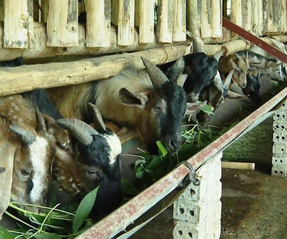 Kiên Đài phát triển vùng chăn nuôi dê nâng tầm sản phẩm OCOP