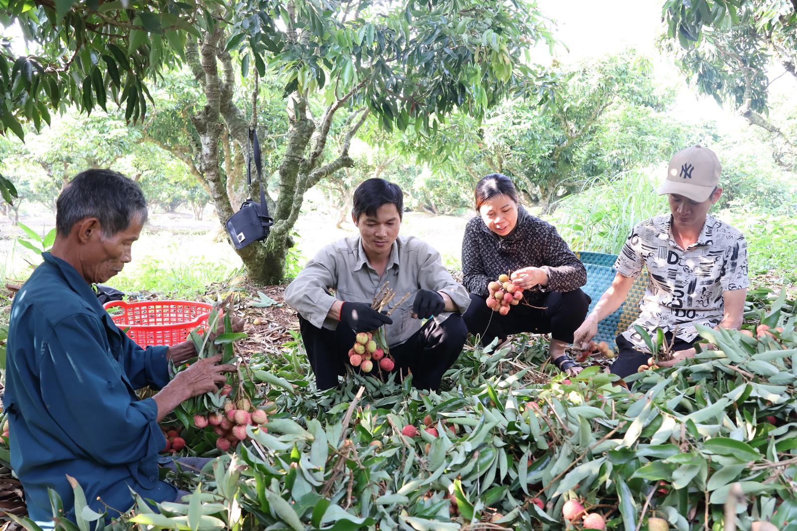 Thị trường tiêu thụ khởi sắc, vải thiều giữ giá cao đầu vụ
