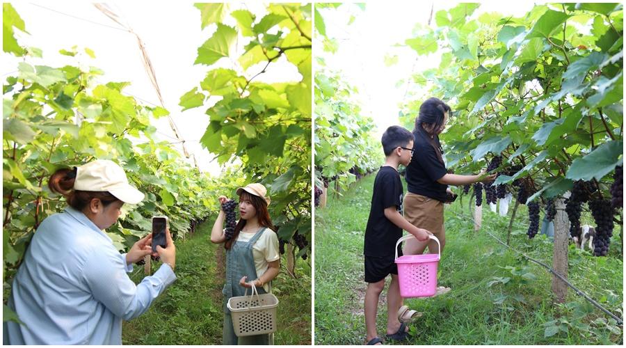 Vườn nho công nghệ cao mở lối du lịch trải nghiệm Vườn nho công nghệ cao mở lối du lịch trải nghiệm