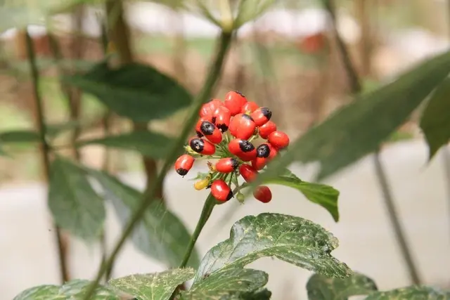Hàng loạt ưu đãi mới nhằm bảo tồn và phát triển sâm Ngọc Linh Hàng loạt ưu đãi mới nhằm bảo tồn và phát triển sâm Ngọc Linh