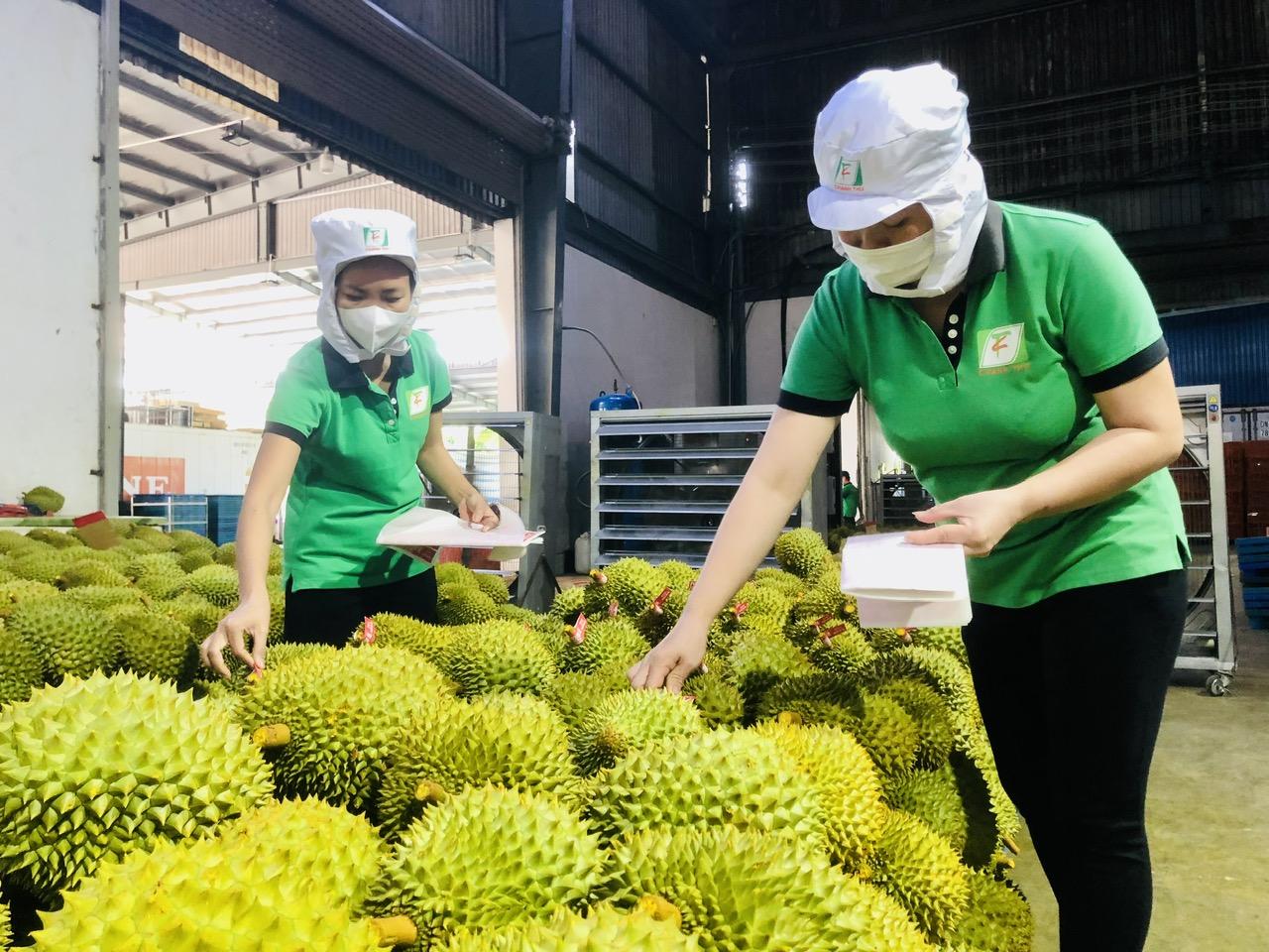 Trung Quốc chiếm gần 90% kim ngạch xuất khẩu sầu riêng Việt Nam