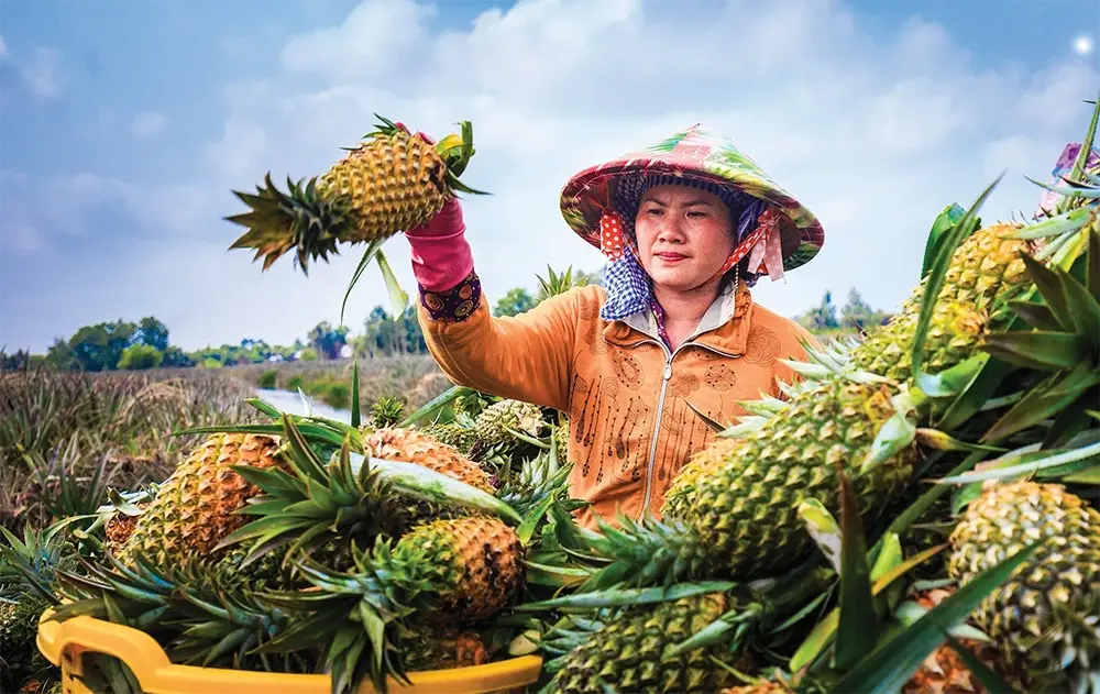 Khóm Cầu Đúc và bài toán bảo hộ để mở rộng thị trường tiêu thụ