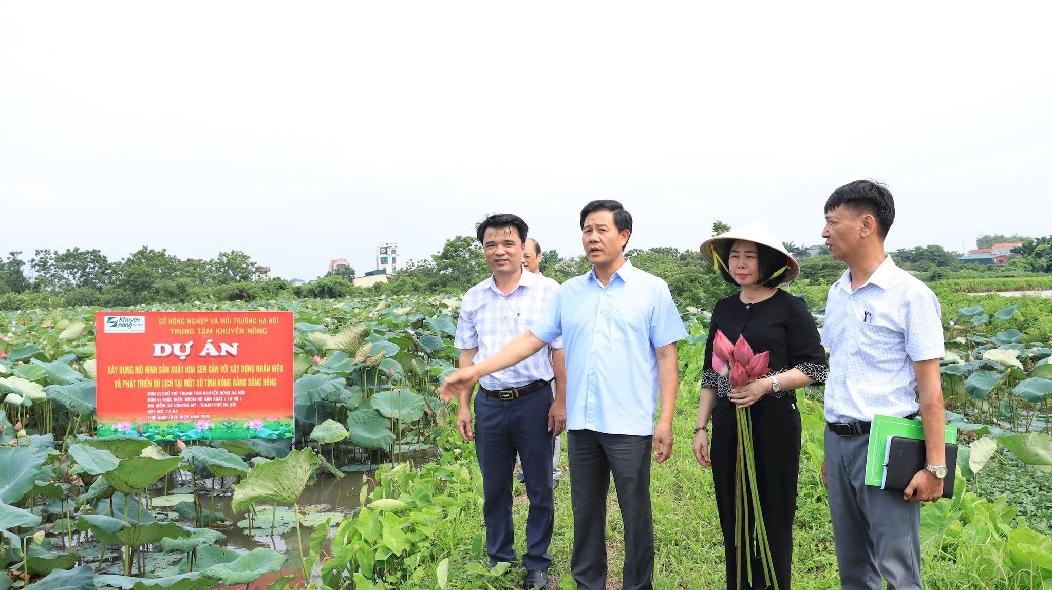 Chế biến sâu mở dư địa nâng giá trị sản phẩm từ cây sen