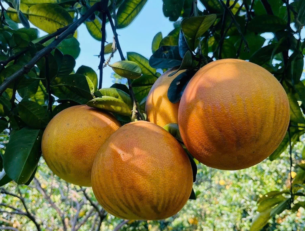 Giữ thương hiệu bưởi đỏ Tân Lạc: Bí quyết nâng giá trị nông sản