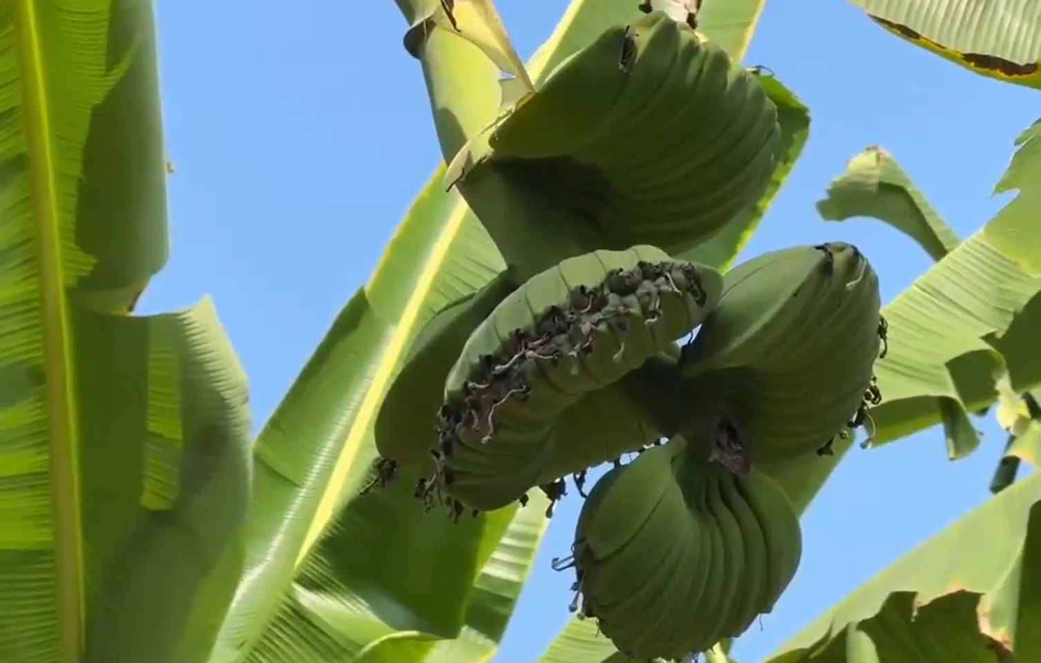 Chuối “bàn tay Phật” đắt hàng dịp Tết, nông dân vào mùa bận rộn