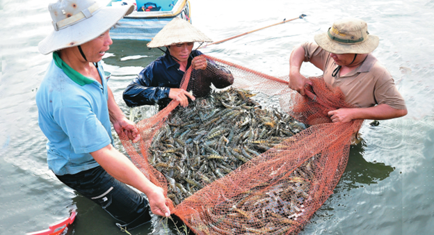 Khơi thông chứng nhận tôm nguyên liệu xuất khẩu, gỡ vướng cho doanh nghiệp Khơi thông chứng nhận tôm nguyên liệu xuất khẩu, gỡ vướng cho doanh nghiệp