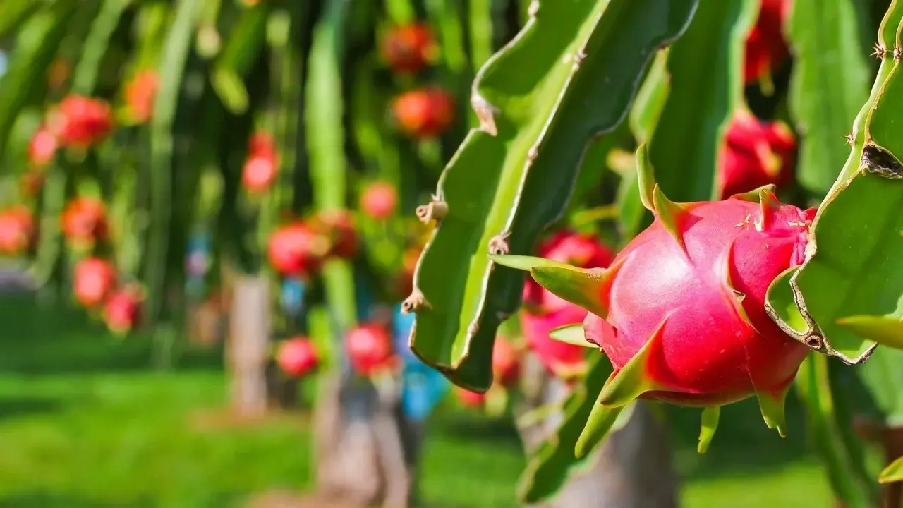 Thanh long Lâm Đồng già cỗi, người dân tìm hướng cây trồng thay thế phù hợp Thanh long Lâm Đồng già cỗi, người dân tìm hướng cây trồng thay thế phù hợp