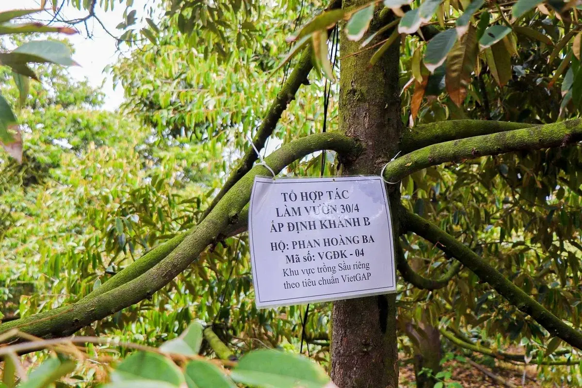 Gỡ "nút thắt" cadimi để định vị lại thương hiệu sầu riêng xuất khẩu Gỡ "nút thắt" cadimi để định vị lại thương hiệu sầu riêng xuất khẩu