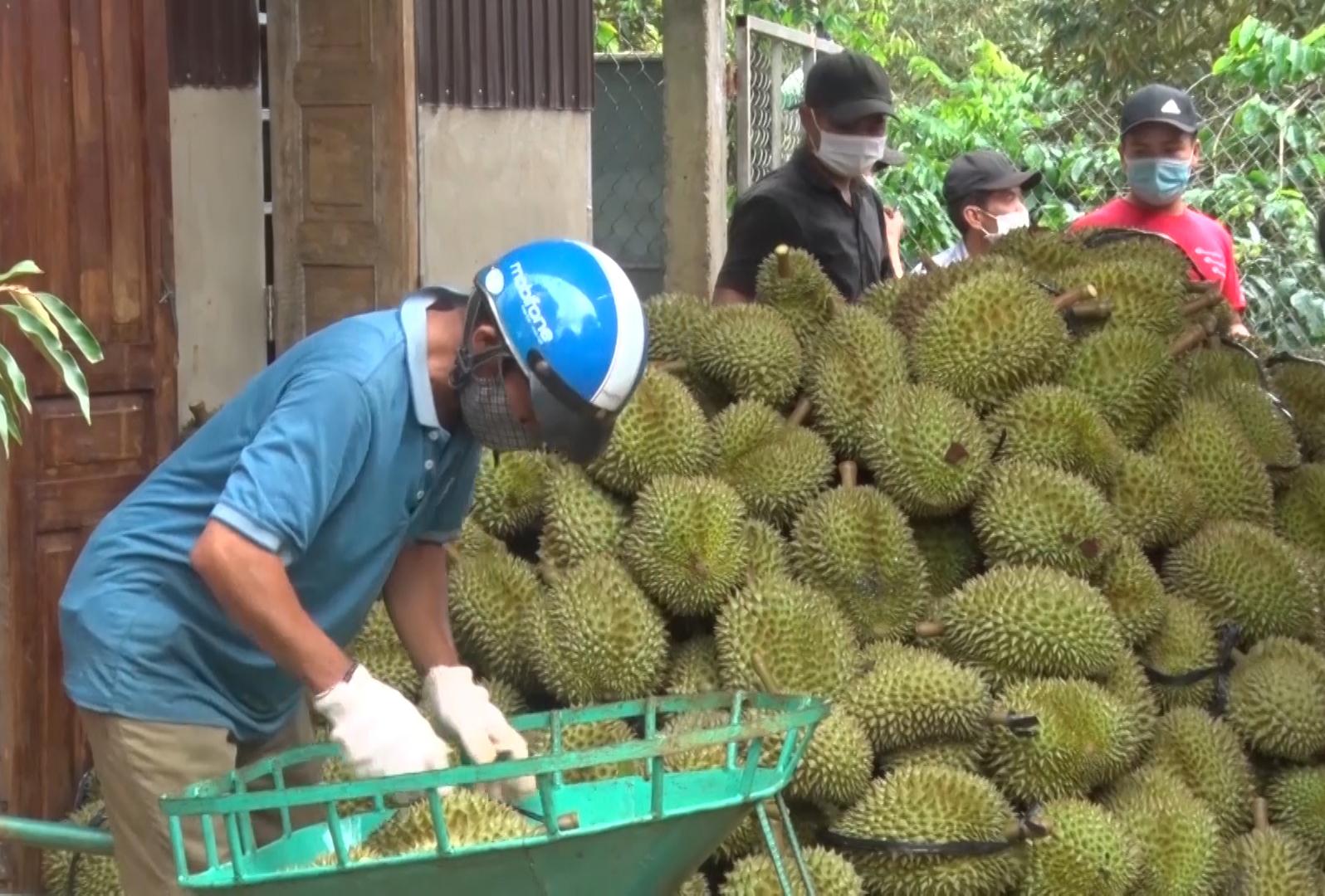 sau-rieng-dak-lak-7_1783670442.jpg