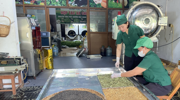 Mang hương vị trà Thái Nguyên đi muôn nơi với cao trà nhỏ gọn