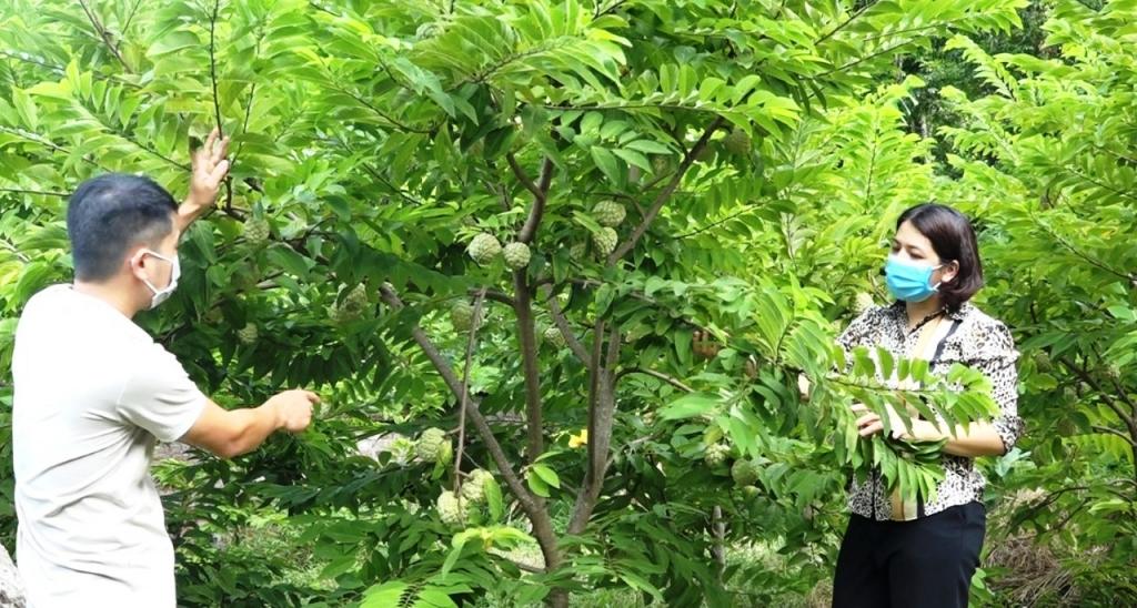 Giữ vị ngon tự nhiên để nâng thương hiệu na Hòa An