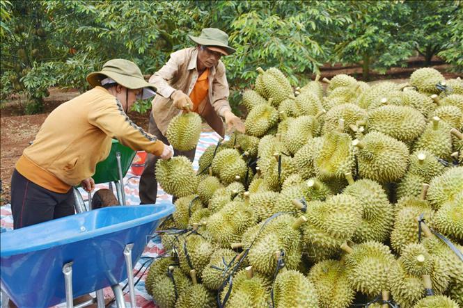 Phó Thủ tướng chỉ đạo chấn chỉnh tình trạng gian lận mã số vùng trồng