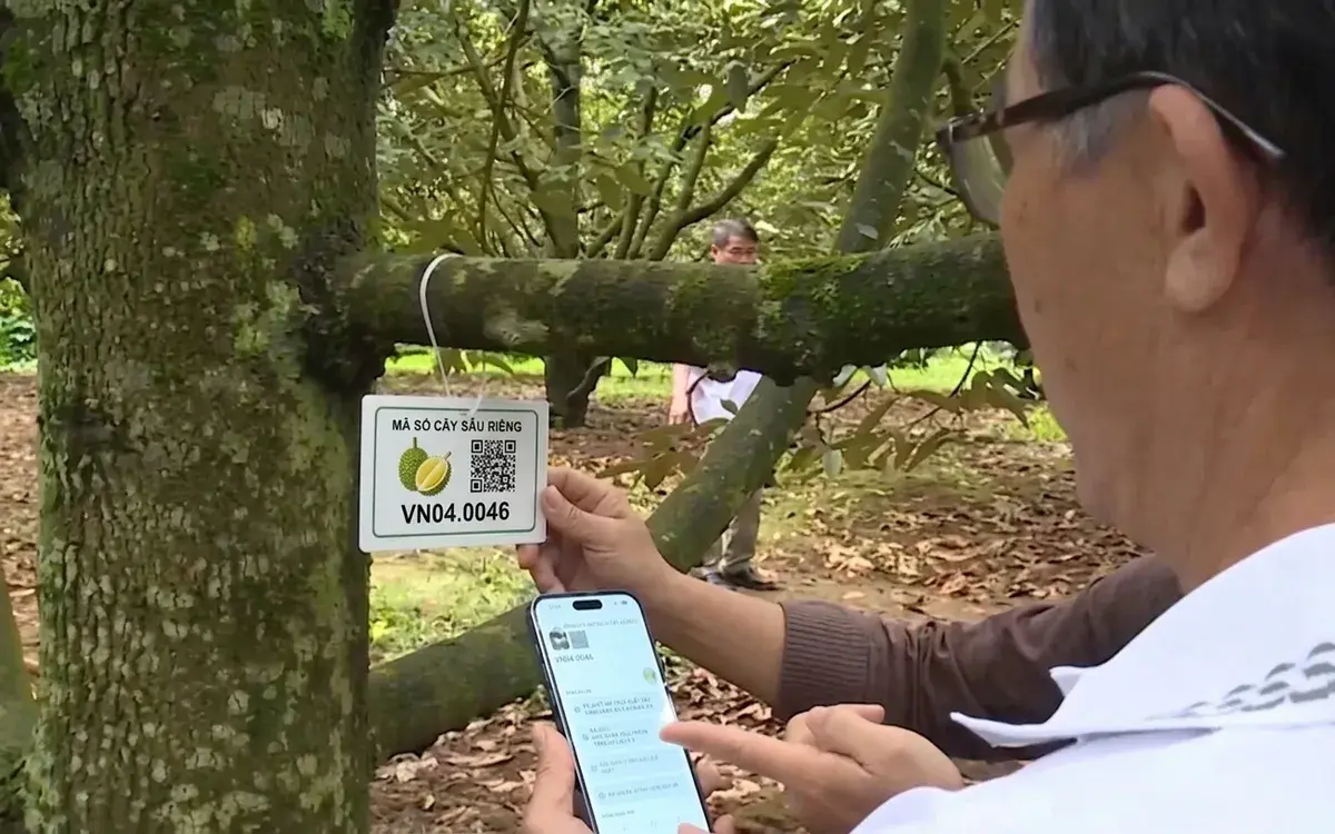 Đề xuất mới về mã số vùng trồng: Dùng đất người khác phải được sự đồng ý bằng văn bản