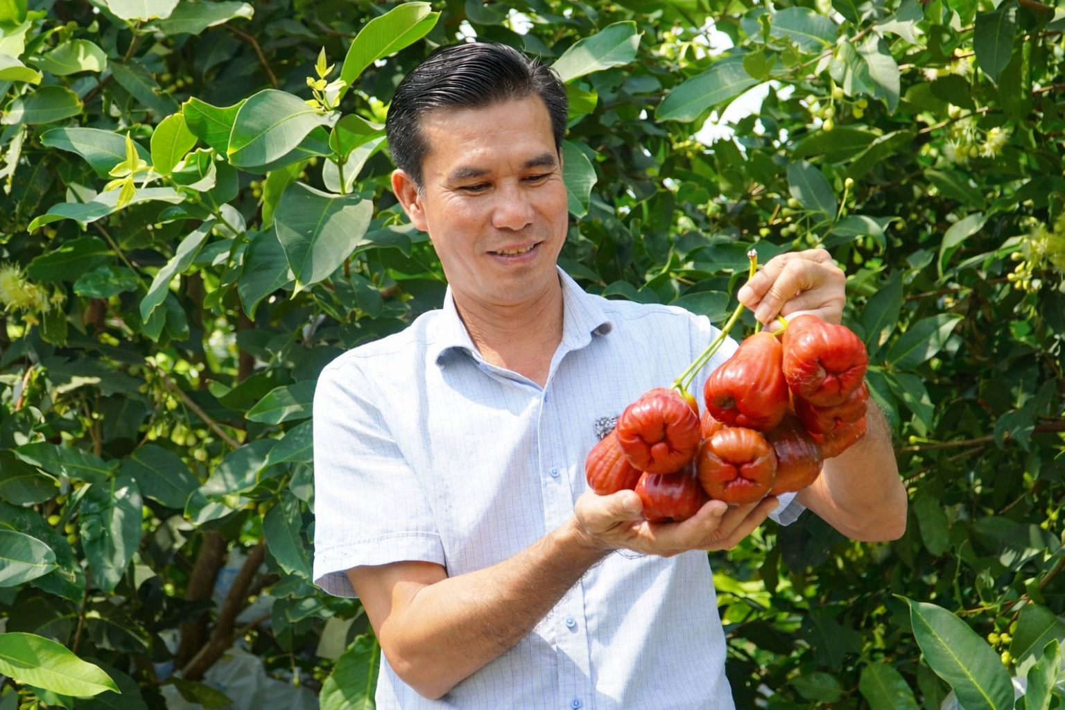 Mận hồng Sân Tiên vào vụ Tết, giá “lập đỉnh” nhờ quản lý số bài bản