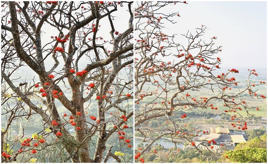 Sắc hoa vông nem bừng đỏ khắp triền Núi Bà Đen