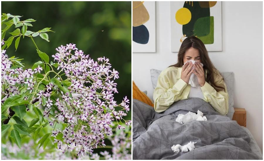 Vì sao cứ đến mùa hoa xoan, nhiều người lại thấy mệt mỏi và nhạy cảm hơn? Vì sao cứ đến mùa hoa xoan, nhiều người lại thấy mệt mỏi và nhạy cảm hơn?