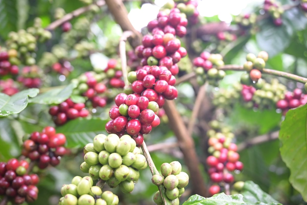 Canh tác bền vững giúp nông dân trồng cà phê tăng thu nhập Canh tác bền vững giúp nông dân trồng cà phê tăng thu nhập