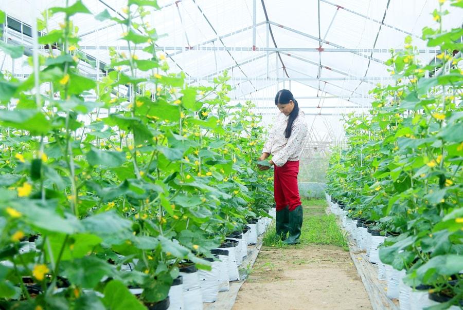Ngành Nông nghiệp 2026: Tăng trưởng ổn định nhờ công nghệ và sản xuất xanh