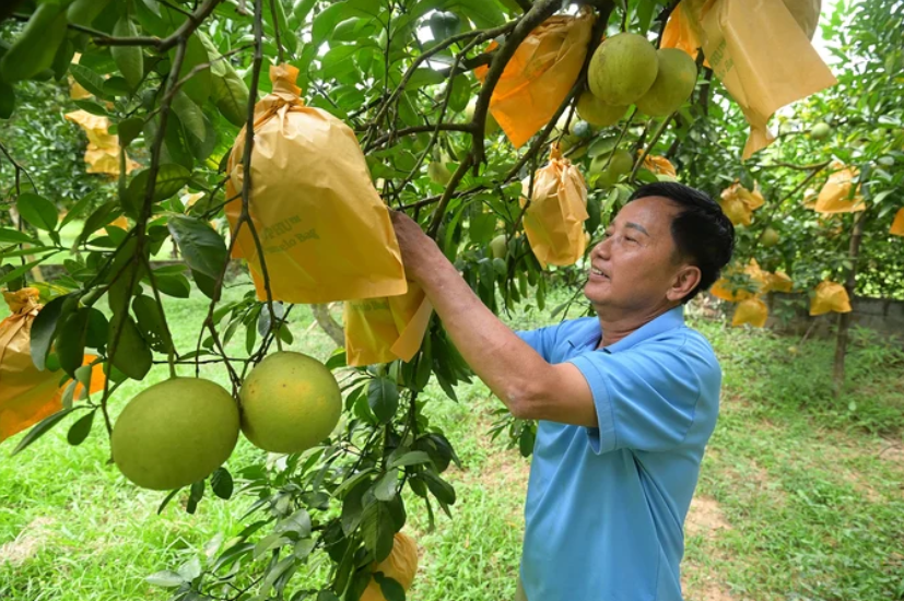 Tháo nút thắt để đưa nông sản hữu cơ Tân Lạc đi xa