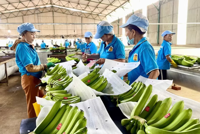 Hàn Quốc: Chuỗi cửa hàng tiện lợi GS25 chọn trang trại chuối tại Việt Nam làm nguồn cung riêng Hàn Quốc: Chuỗi cửa hàng tiện lợi GS25 chọn trang trại chuối tại Việt Nam làm nguồn cung riêng