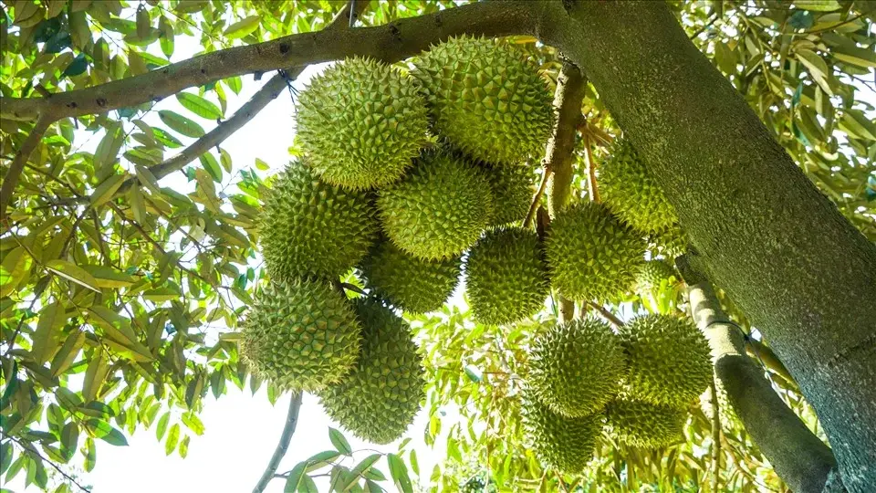 ma-so-vung-trong_1786433837.webp