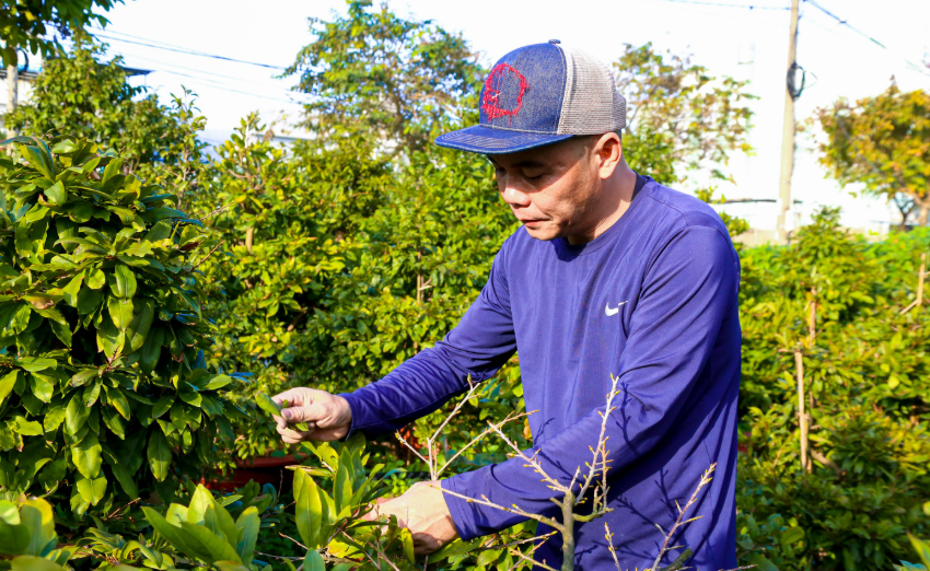 Sắc xuân sớm trên những vườn mai "bạc tỷ" giữa lòng Đà Nẵng