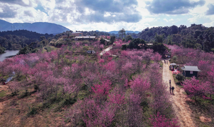 Ngỡ ngàng sắc xuân sớm tại "đảo hoa" Pá Khoang Ngỡ ngàng sắc xuân sớm tại "đảo hoa" Pá Khoang