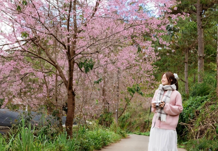 Theo sắc hồng mai anh đào lên Đà Lạt đón xuân Theo sắc hồng mai anh đào lên Đà Lạt đón xuân