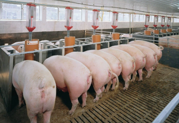 Ngành chăn nuôi đảm bảo nguồn cung thực phẩm dồi dào cho Tết Bính Ngọ 2026