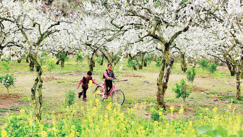 Du lịch Mộc Châu: Sự kết hợp giữa hạ tầng thông minh và bản sắc văn hóa bền vững Du lịch Mộc Châu: Sự kết hợp giữa hạ tầng thông minh và bản sắc văn hóa bền vững